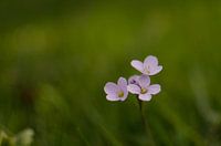 pinksterbloem