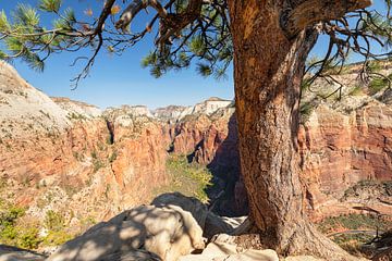 View from Angels Landing to Zion Canyon by Markus Lange