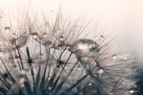 dandelion fluff with drops