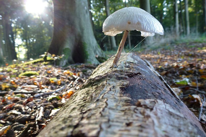 Herfst - Paddenstoel - Rijsterbos - Friesland by Fotografie Sybrandy