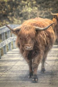 Highland cattle sur Adriaan Westra