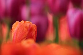 Kiekeboe by Elle Elskamp