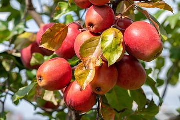 Rode appels aan een boom van Animaflora PicsStock