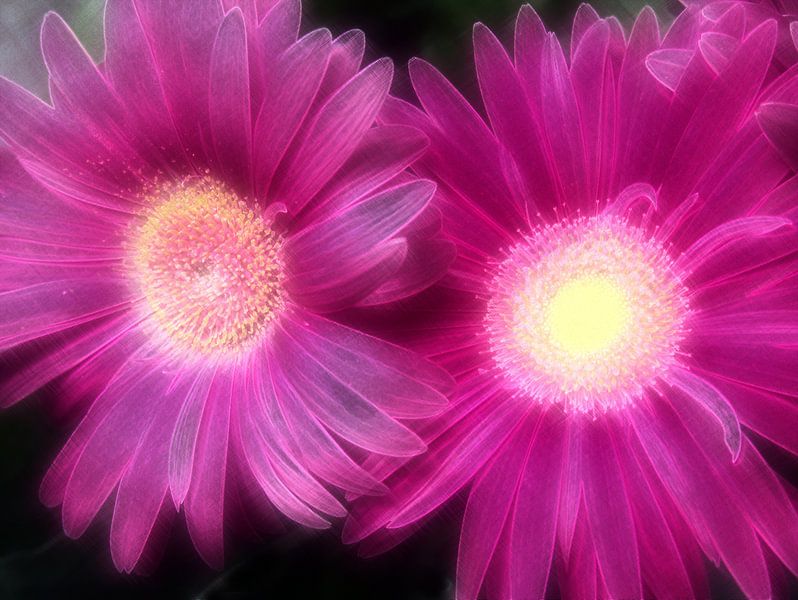 Looien Schoonheid van Edgar Schermaul