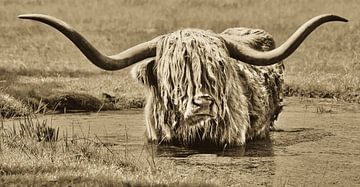 een verfrissend bad voor een prachtige schotse hooglander in sepia van Miny'S