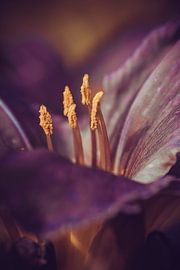 detail of the yellow pistils of a lily by Margriet Hulsker