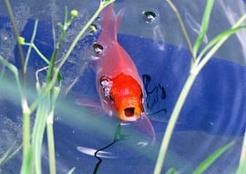 Goldfisch by Roswitha Lorz