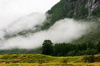 Eenzame boom in open veld