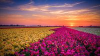 kleurrijk bloemenveld bij een zonsondergang van eric van der eijk thumbnail