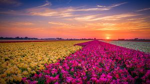 colorful flower field at a sunset sur eric van der eijk