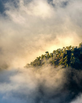 A mystical pine forest in the morning mist on La Palma