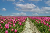 Champ de tulipes néerlandais
