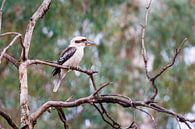 Kookaburra by Thomas van der Willik thumbnail