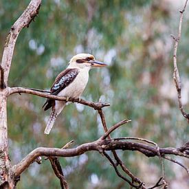 Kookaburra von Thomas van der Willik