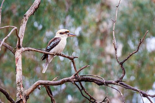 Kookaburra
