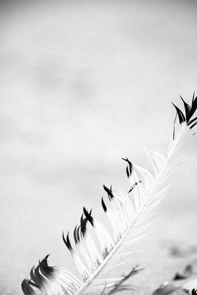 loneley feather von Nienke Stegeman