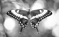 koninginnenpage (Papilio machaon) van Sran Vld Fotografie thumbnail