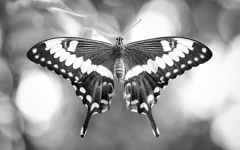 koninginnenpage (Papilio machaon) von Sara in t Veld Fotografie