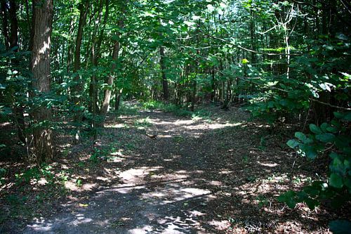 Ontdek de natuur in een bosrijk gebied in Emsland, Nedersaksen, Duitsland