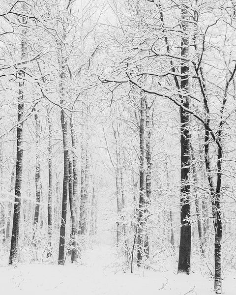 Witte bomen door sneeuw von Menno Bausch