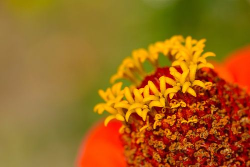 Zinnias