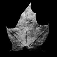 Verdord blad