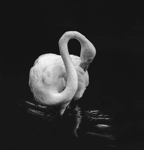 Flamingo van Marina de Wit