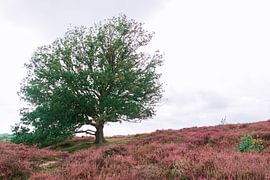 Eenzame Kracht von Miranda Romer