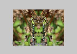 Blauwgroene mozaïeklibel