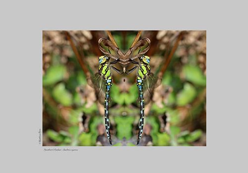 Blaugrüne Mosaikjungfer - #C8C8C8 von Matthias Brix