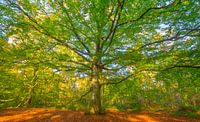 Old Beech tree in a beech tree forest by Sjoerd van der Wal Photography thumbnail