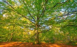 Old Beech tree in a beech tree forest by Sjoerd van der Wal Photography