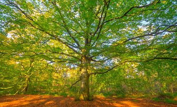 Old Beech tree in a beech tree forest by Sjoerd van der Wal Photography