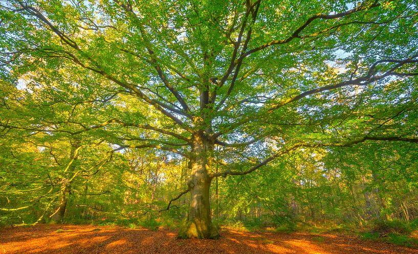 Old Beech tree in a beech tree forest by Sjoerd van der Wal Photography
