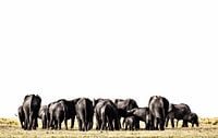 Elephants in Etosha Park Namibia, Africa by Tjeerd Kruse thumbnail