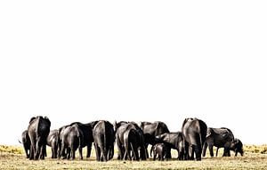 Olifanten in Etosha-park Namibië, Afrika