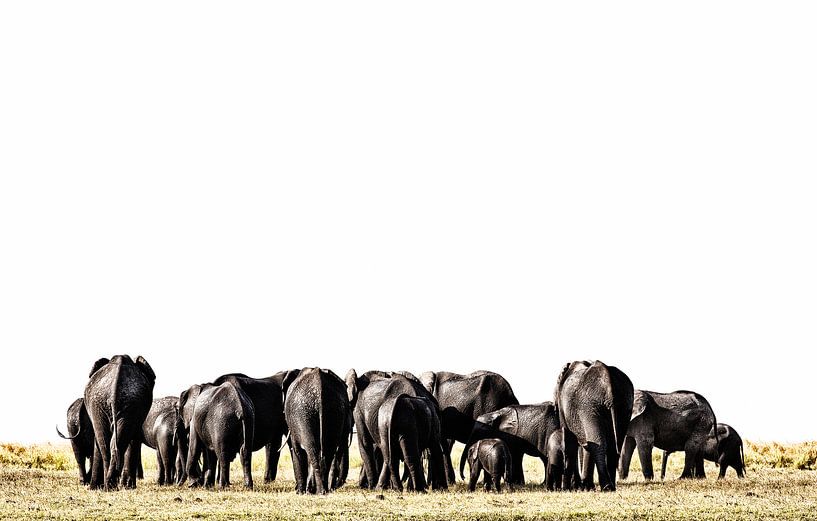 Elephants in Etosha Park Namibia, Africa by Tjeerd Kruse