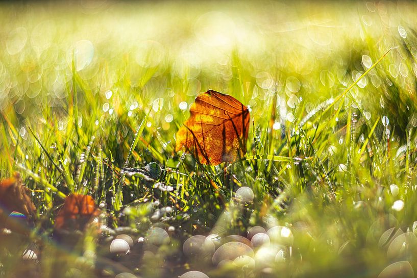 Autumn leaves among the grass by Yanuschka | Fotografie Noordwijk