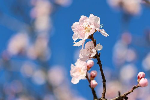 bloemen