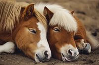sleeping horses