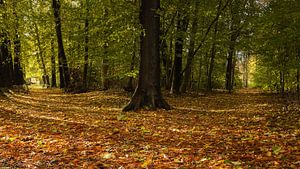 Split im Buchenwald - links oder rechts vom Licht?