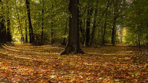Split in the beech forest - left or right to the light?