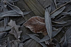 Feuilles congelées 2