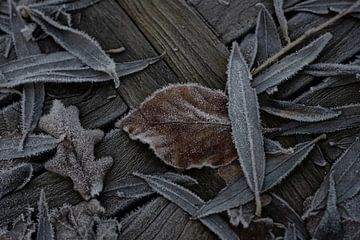 Bevroren bladeren 2 van Anouschka Hendriks
