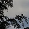 Kolibri auf einem Zweig | Silhouette Kolibri von Dennis en Mariska