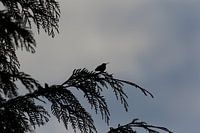 Hummingbird on a branch | Silhouette hummingbird
