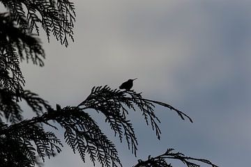 Kolibri auf einem Zweig | Silhouette Kolibri