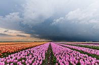 Onweer op komst, over een rose tulpenveld. van Remco Bosshard thumbnail