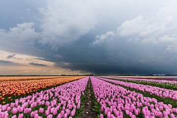 Un orage se prépare, au-dessus d'un champ de tulipes roses. sur Remco Bosshard