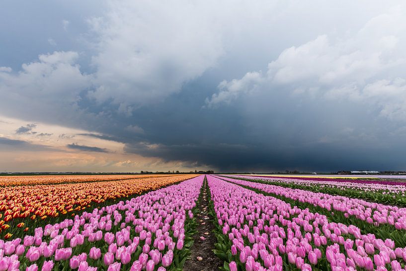 Un orage se prépare, au-dessus d'un champ de tulipes roses. par Remco Bosshard